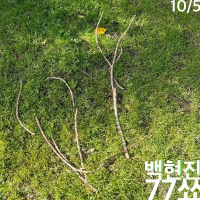백현진 77쑈 공연 포스터